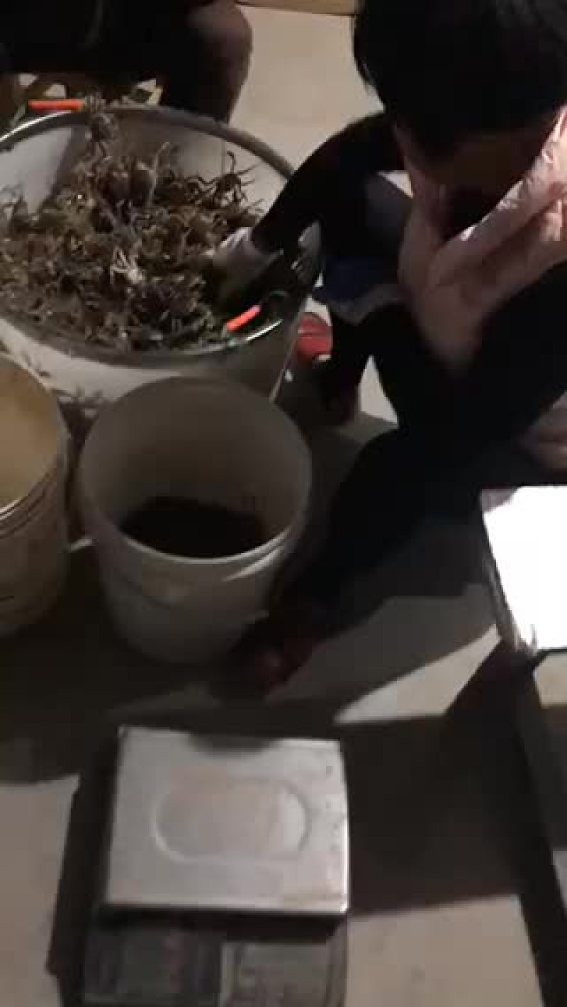 蟹苗。大量销售，六母七公产