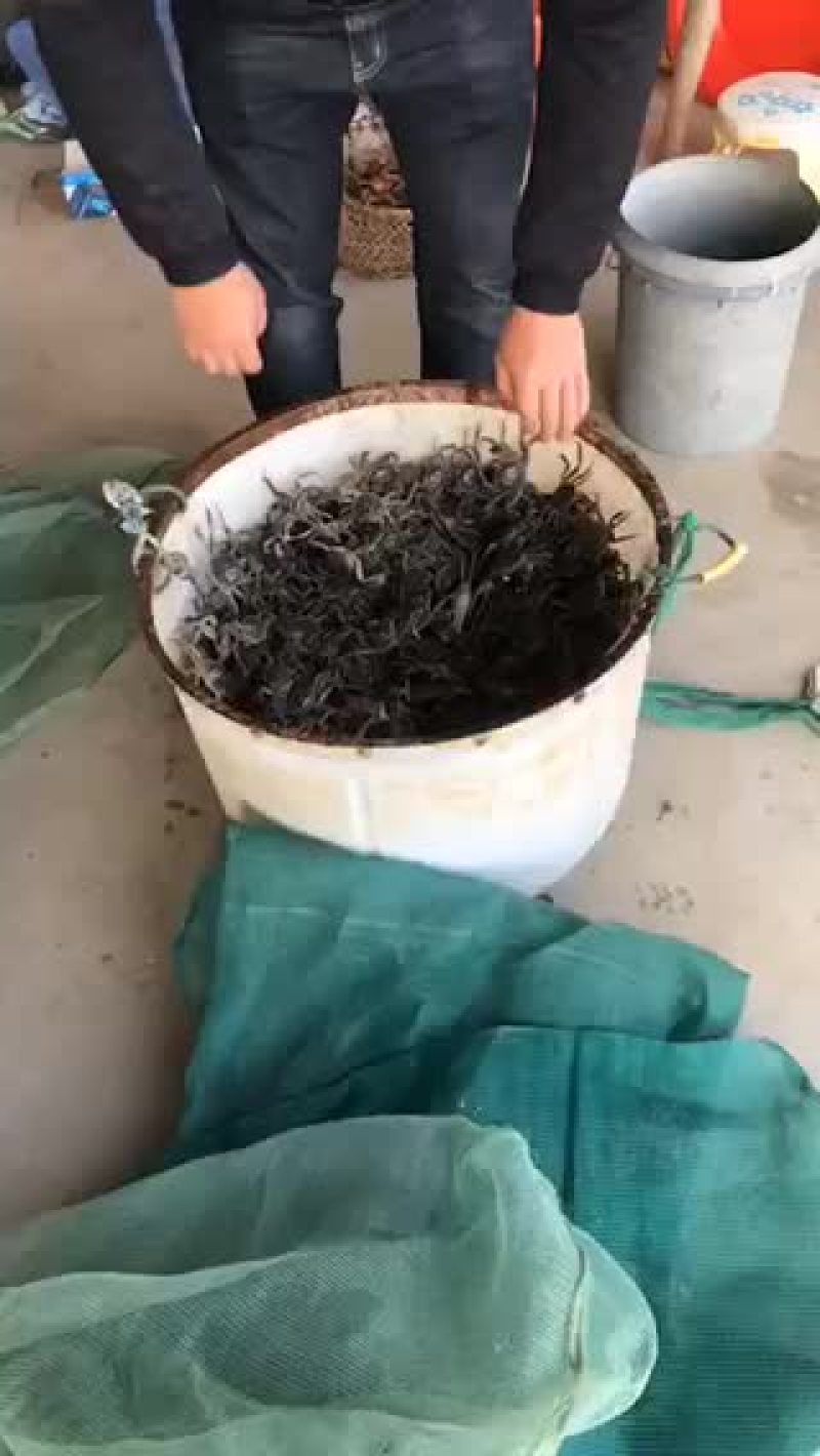 蟹苗。大量销售，六母七公产