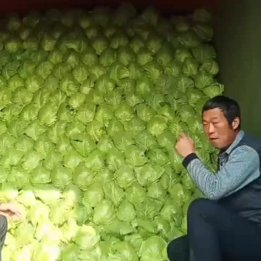 大头菜，甘蓝菜