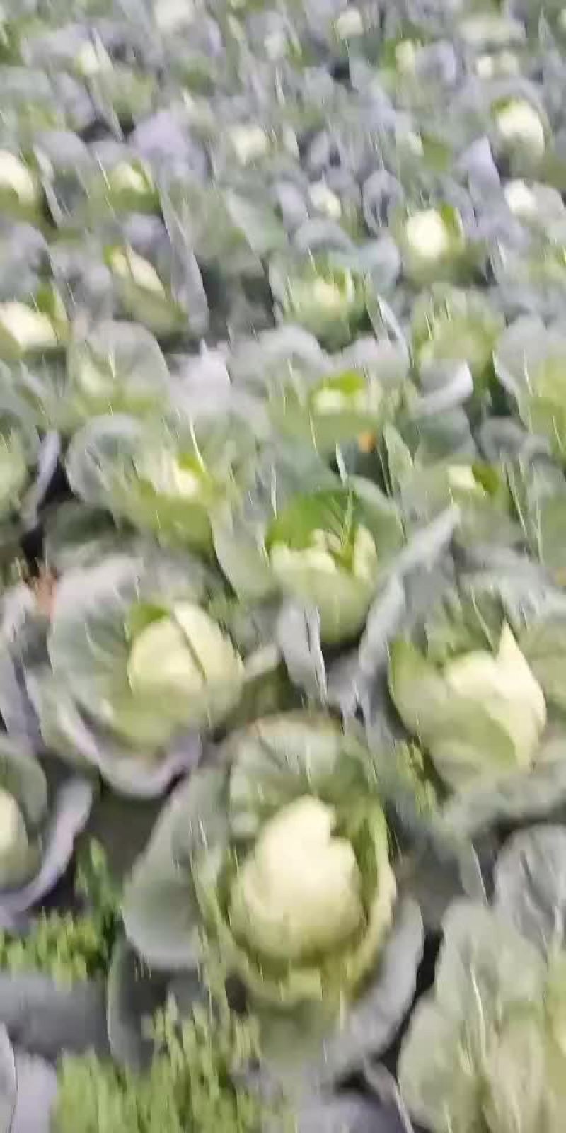 大头菜，甘蓝菜
