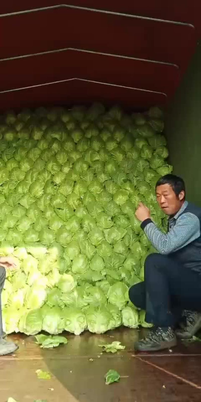 包菜，甘蓝菜