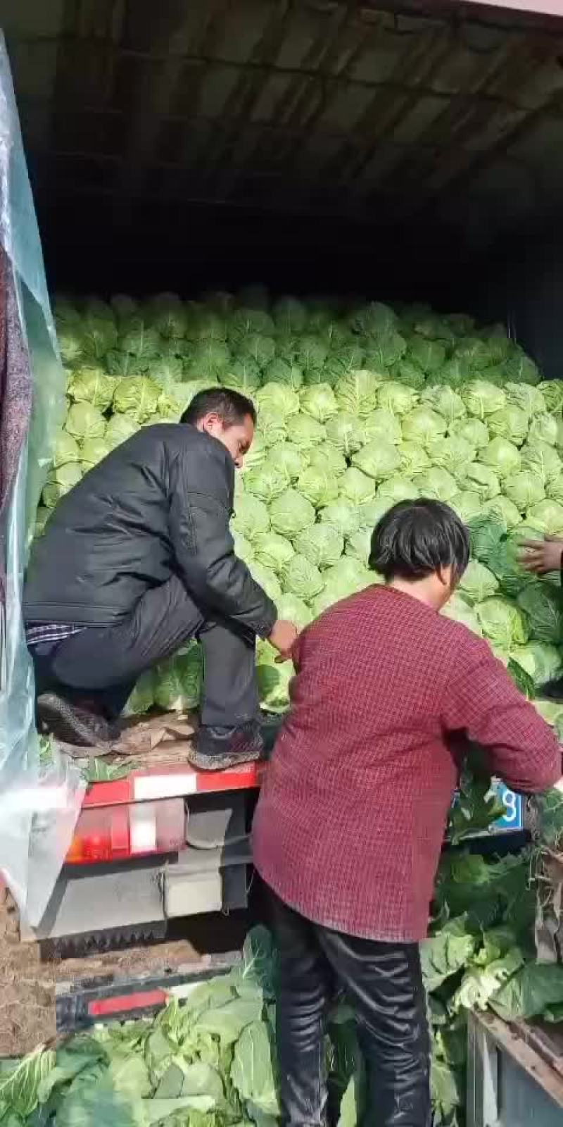包菜，甘蓝菜
