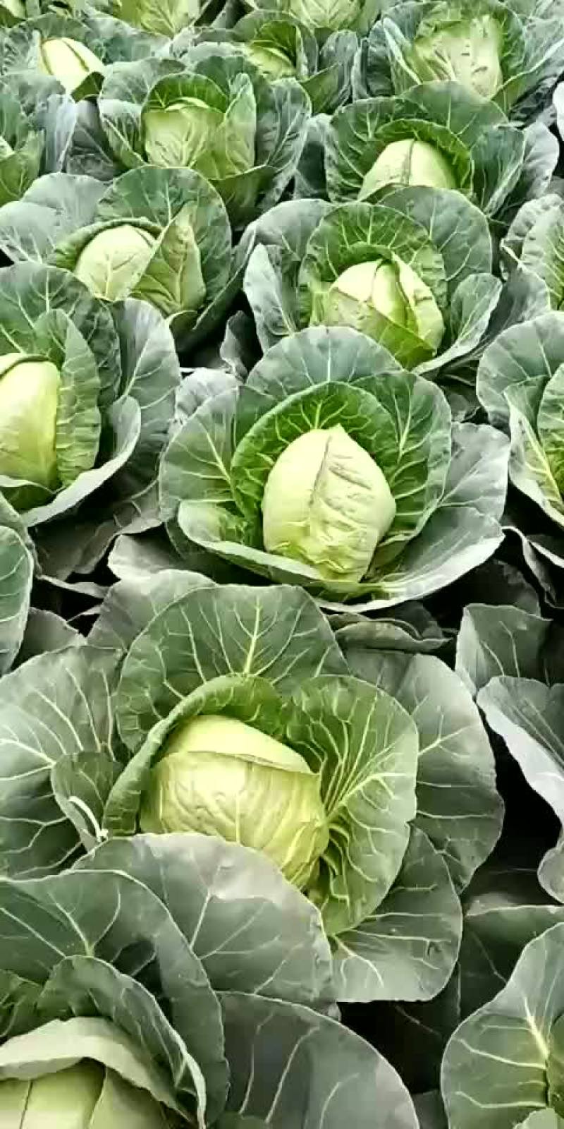 包菜，甘蓝菜