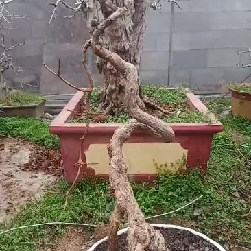 石榴盆景
