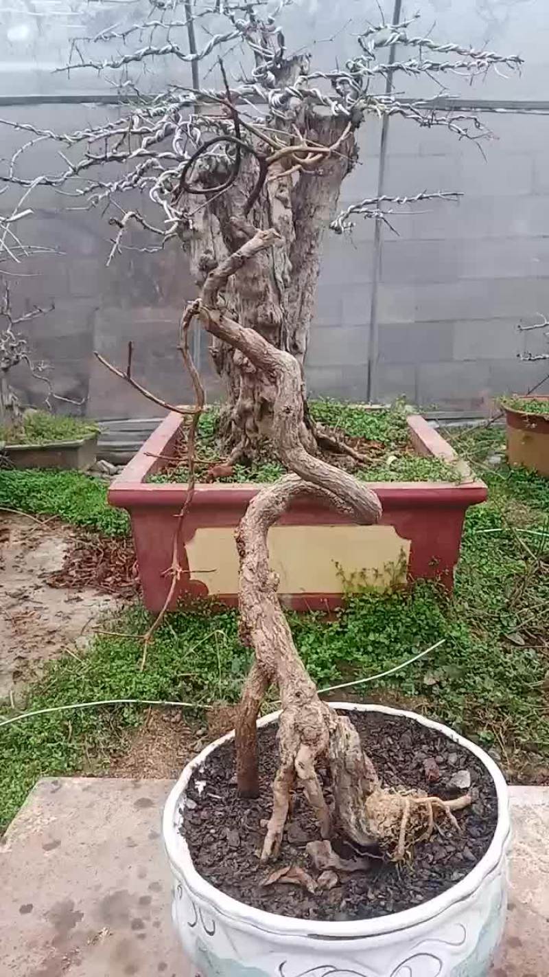 石榴盆景