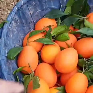 橙子