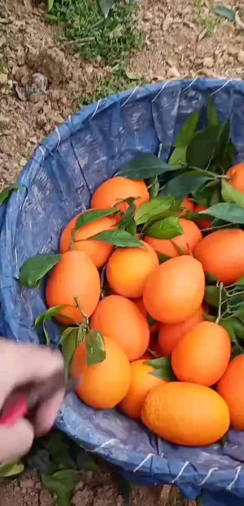 橙子