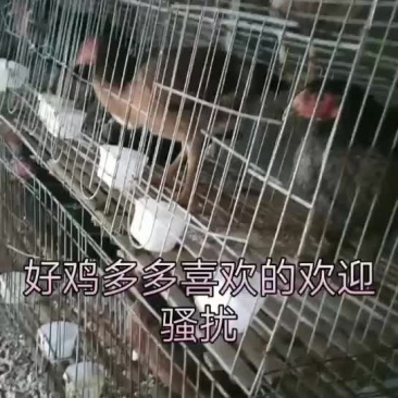 各种斗鸡青年老鸡斗鸡苗