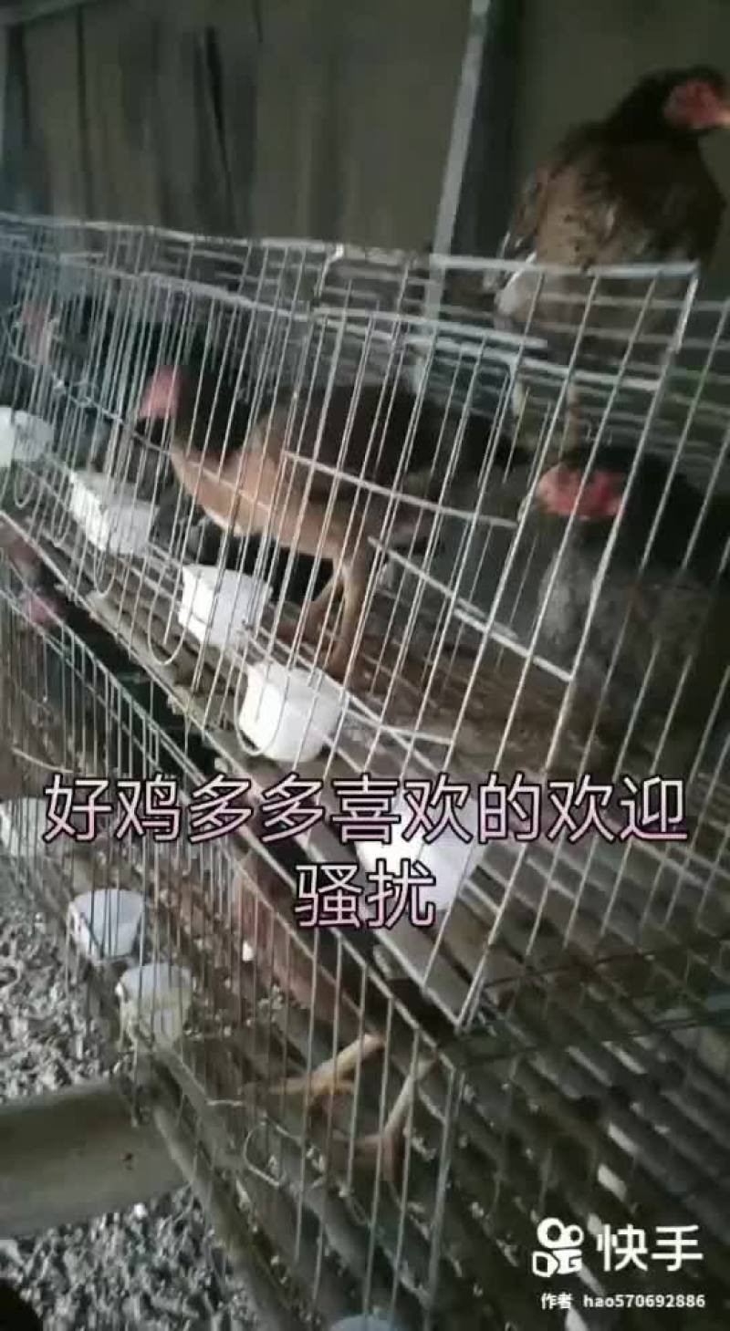 各种斗鸡青年老鸡斗鸡苗