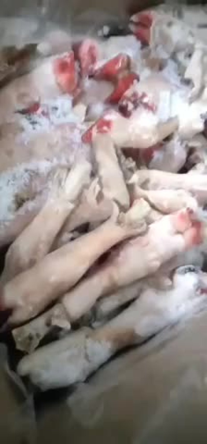 羊蹄