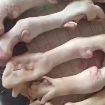 羊蹄