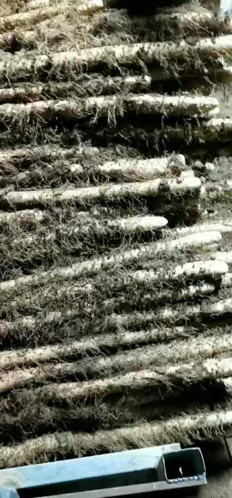 麻山药现货