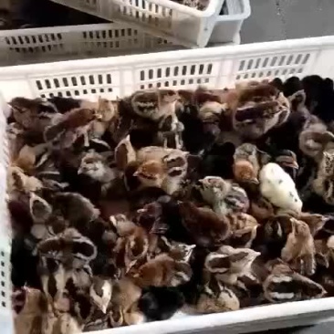 出壳柴鸡苗
