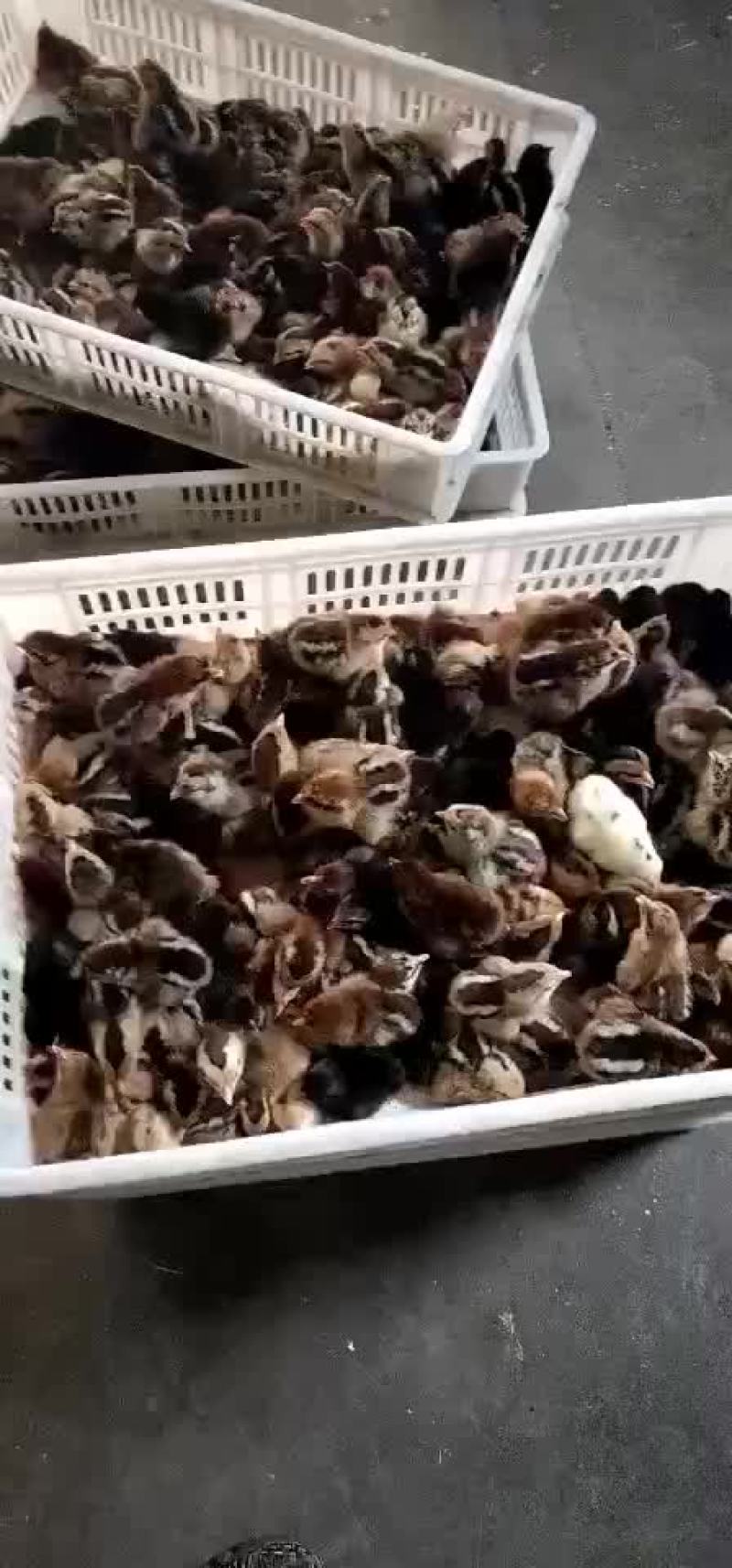 出壳柴鸡苗