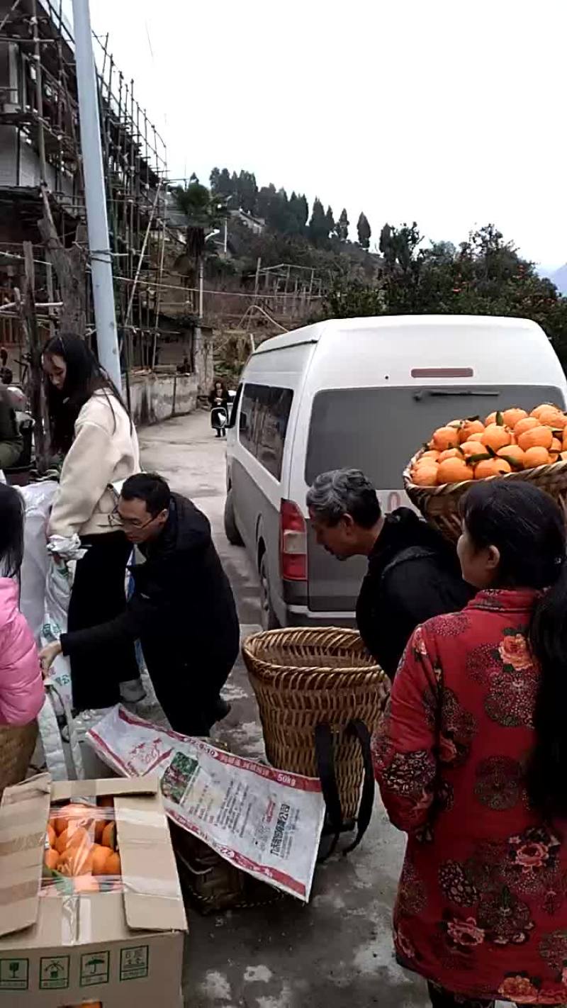柑桔