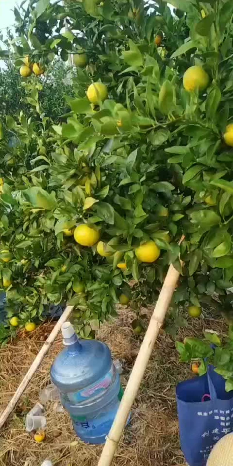 广东始兴产地砂糖橘基地直供市场果电商果加工果