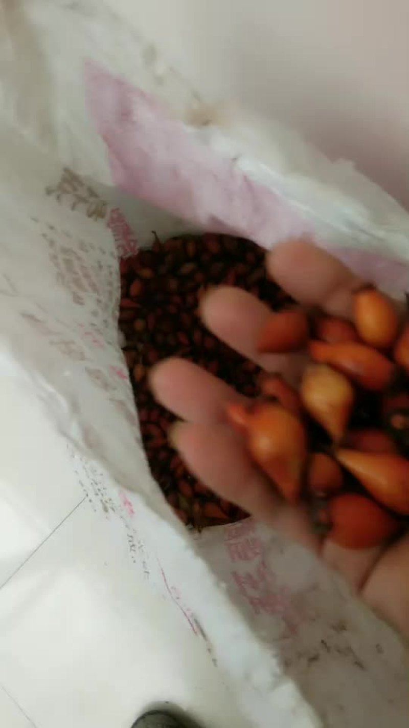 金樱子