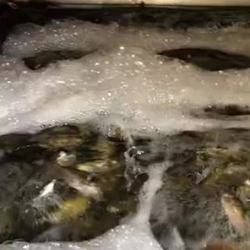 泥猛鱼