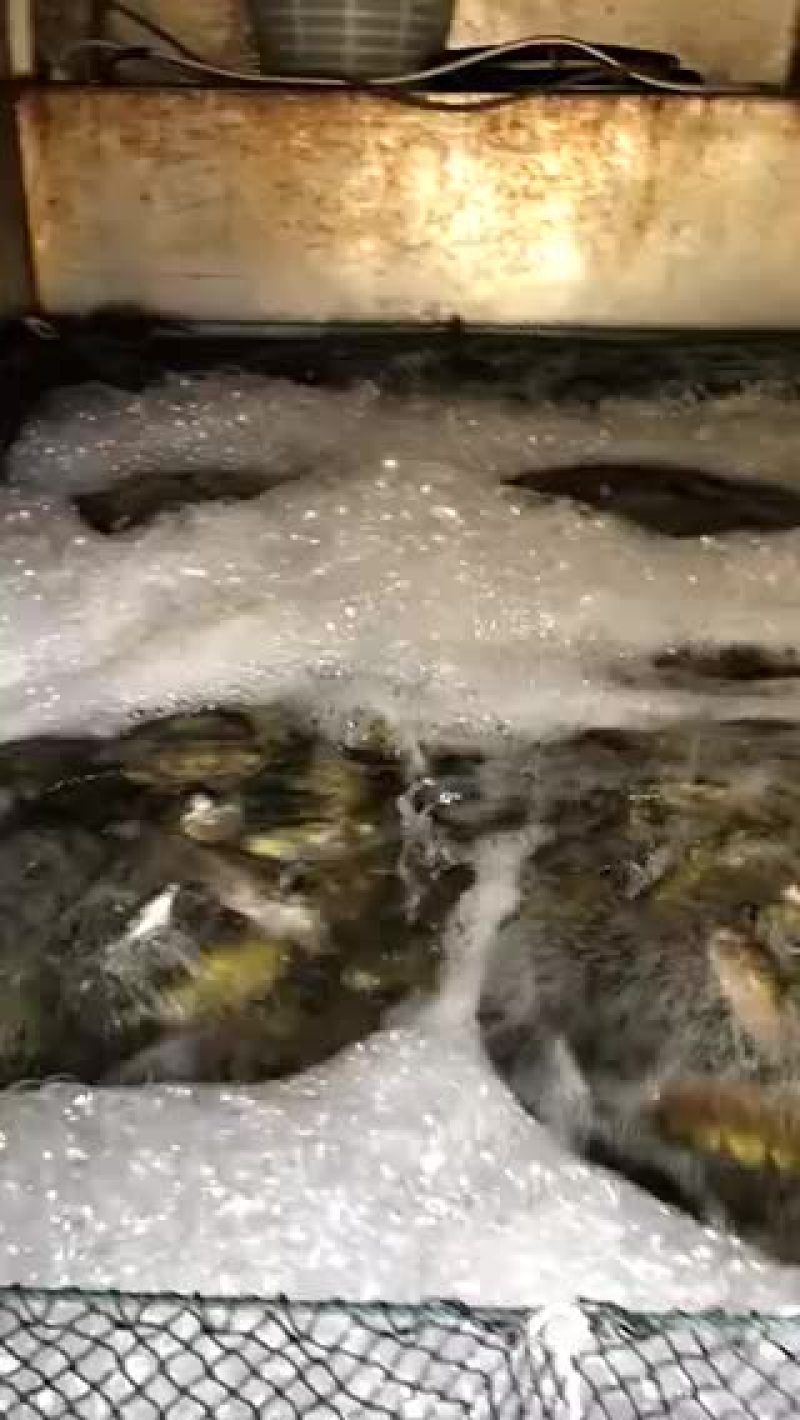 泥猛鱼