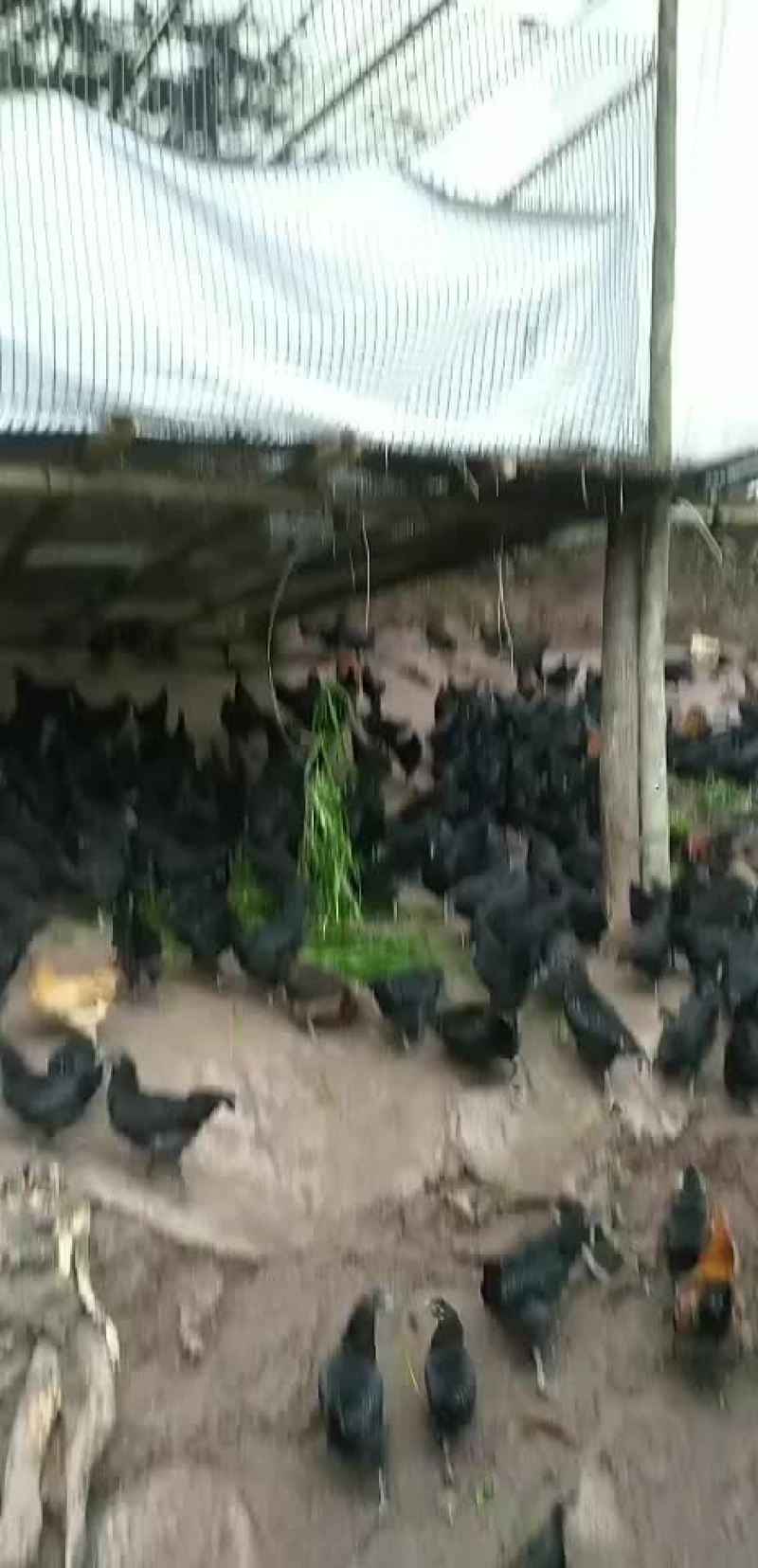 土鸡