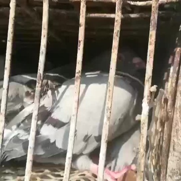 九两以上黄油大老鸽子