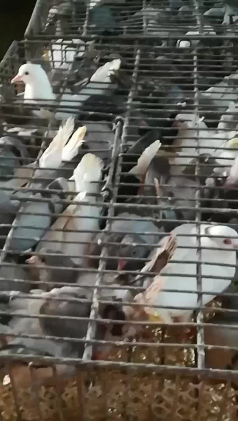九两以上黄油大老鸽子