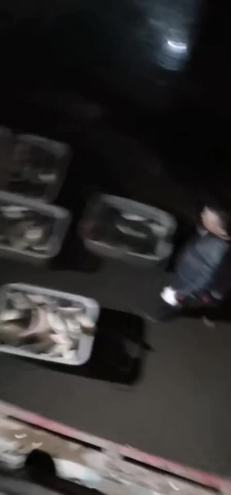 鲤鱼