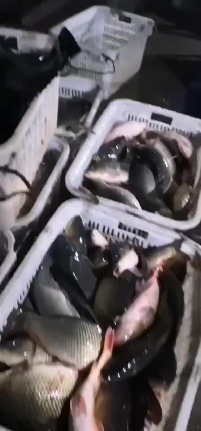 鲤鱼