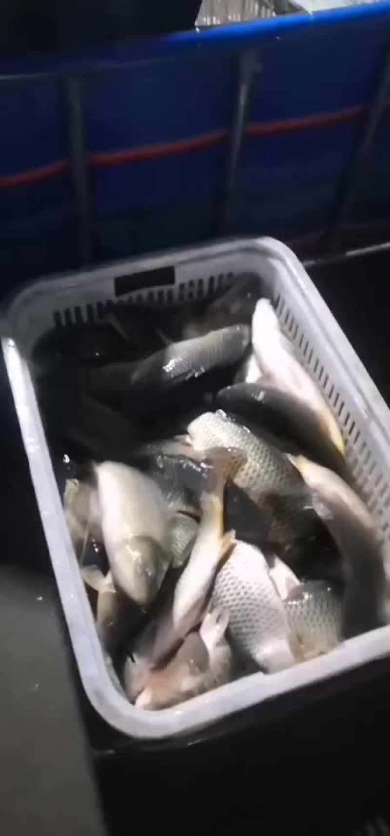 鲤鱼