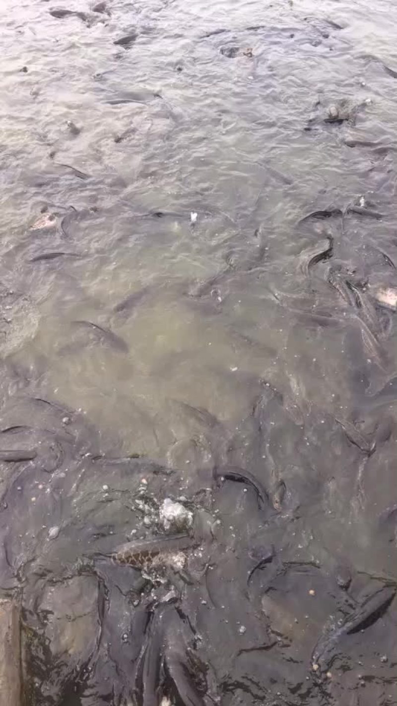 小小黑鱼