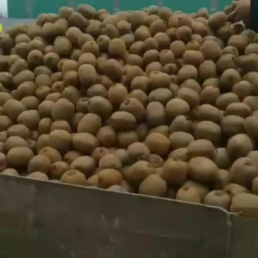 周至绿心海沃德弥桃欢仰各位客商来采购