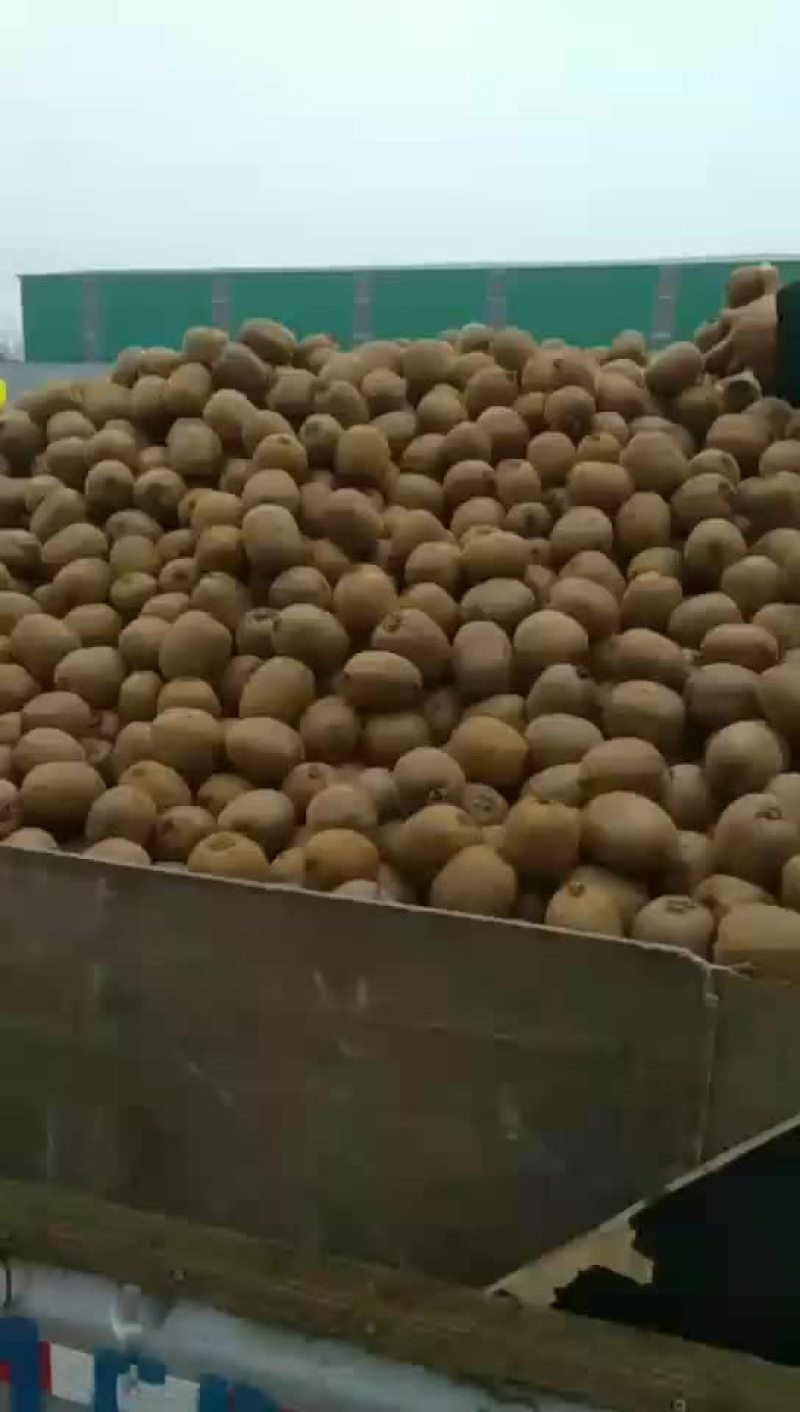 周至绿心海沃德弥桃欢仰各位客商来采购
