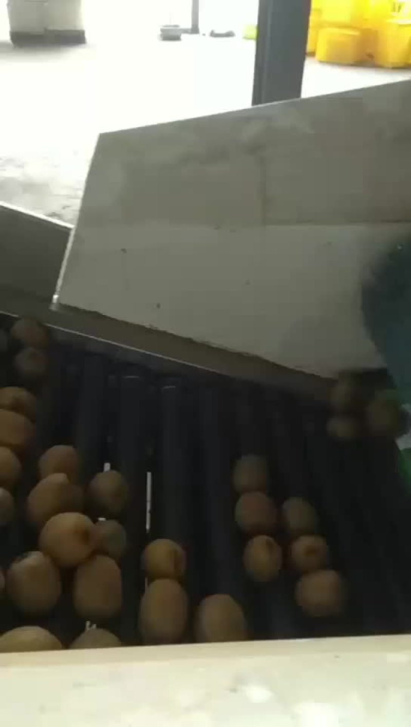 周至绿心海沃德弥桃欢仰各位客商来采购