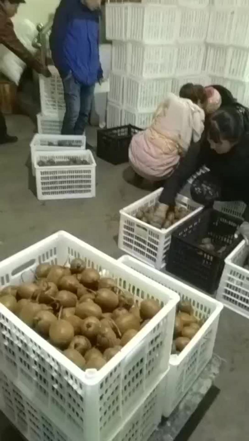 周至绿心海沃德弥桃欢仰各位客商来采购