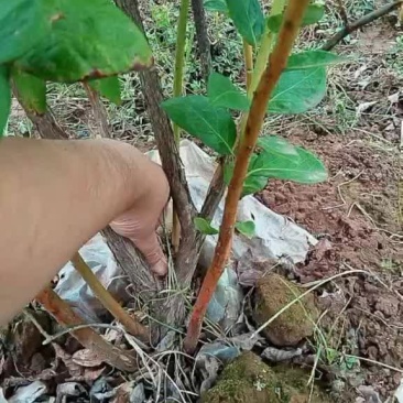 出售蓝莓树苗，结果树，重庆渝北的。