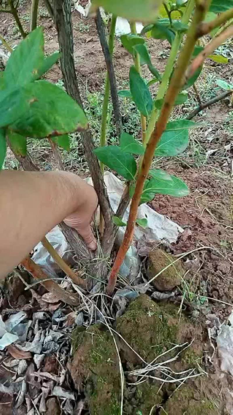 出售蓝莓树苗，结果树，重庆渝北的。