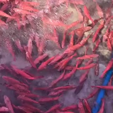 东星斑