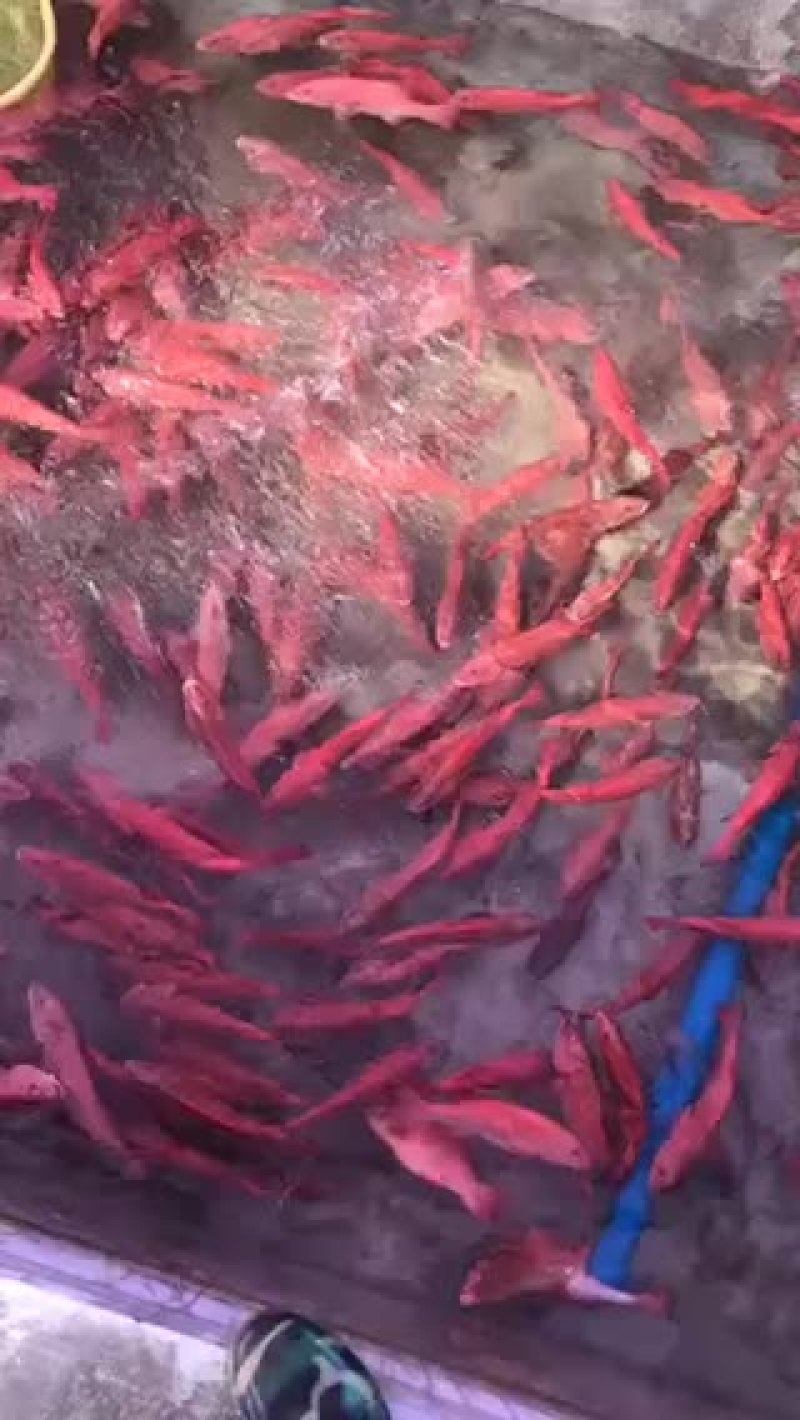 东星斑
