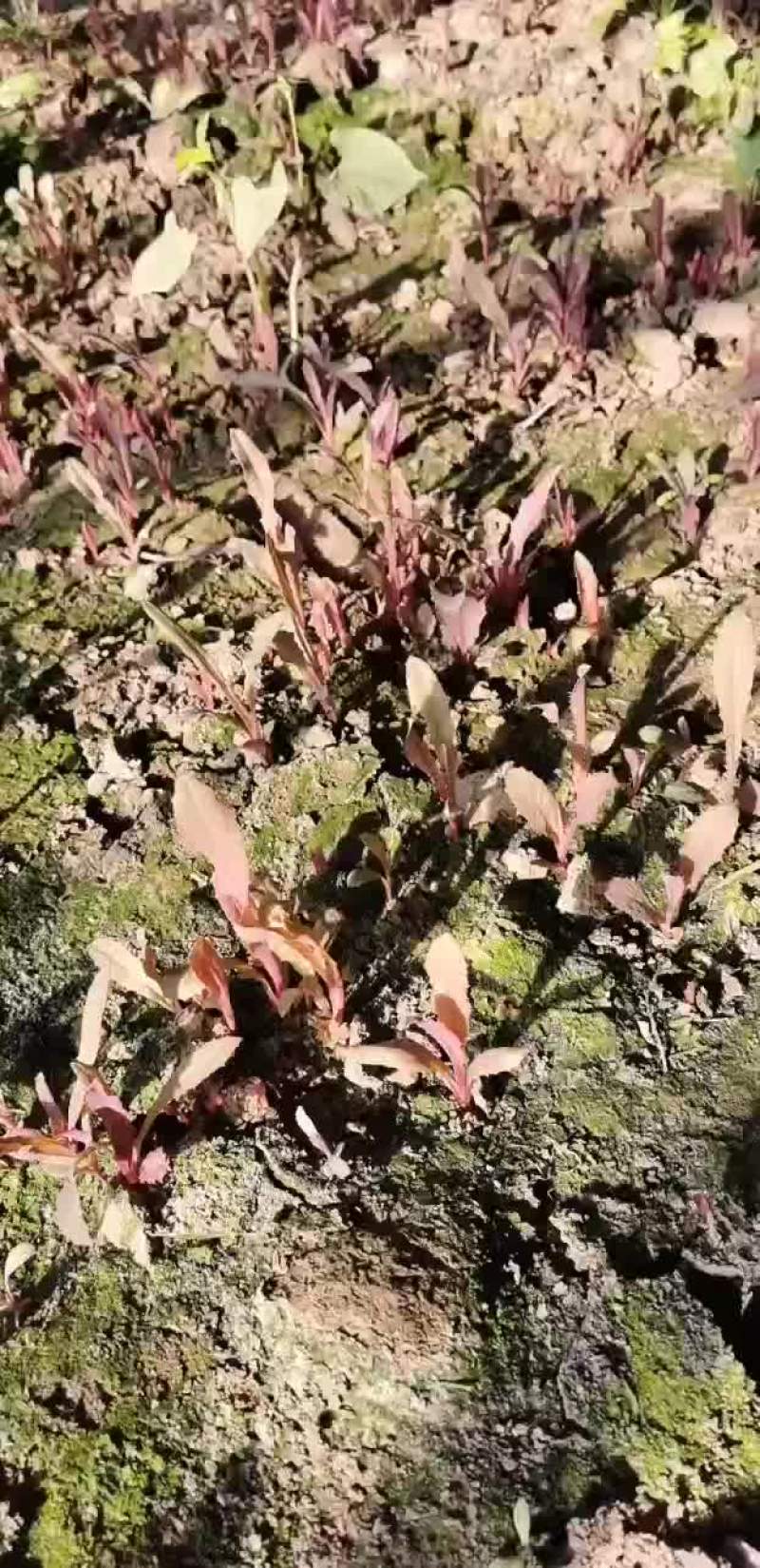 婆婆丁，曲麻菜