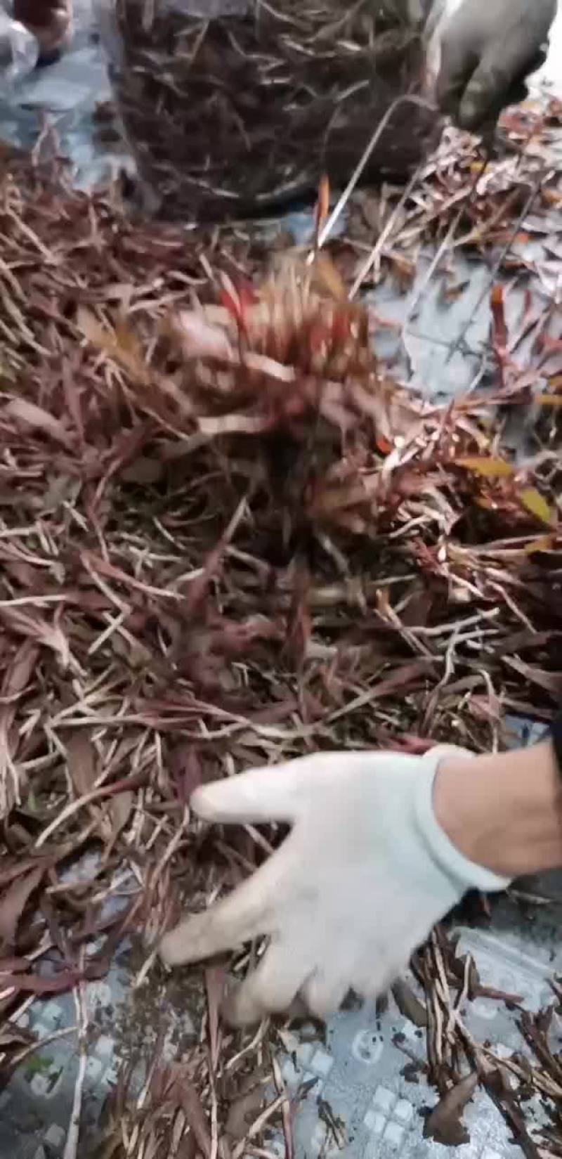 婆婆丁，曲麻菜