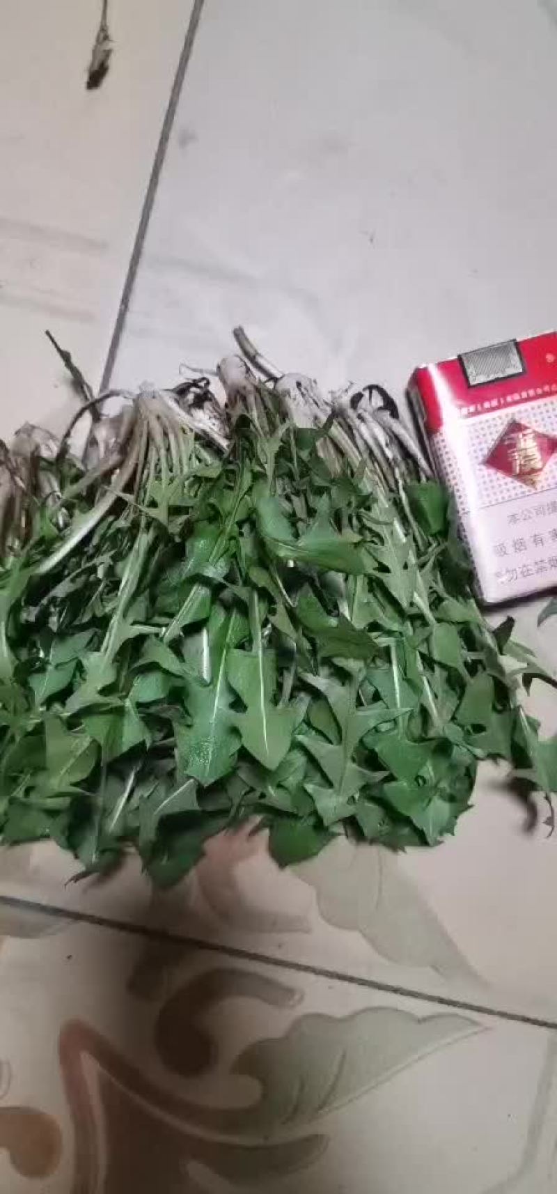 婆婆丁，曲麻菜