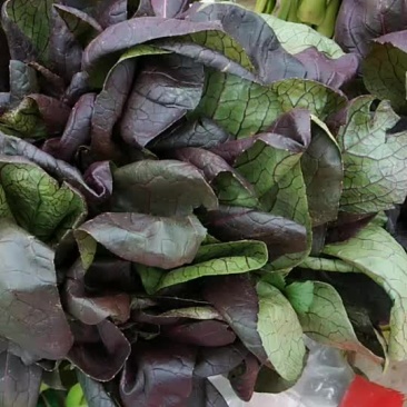 紫油菜