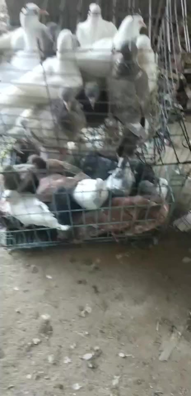 种鸽鸽蛋欢迎你的到来