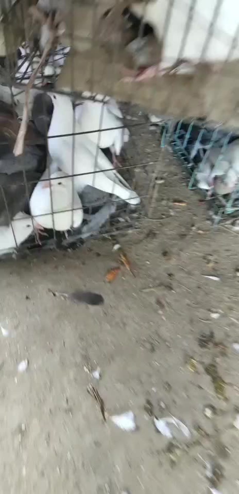 种鸽鸽蛋欢迎你的到来