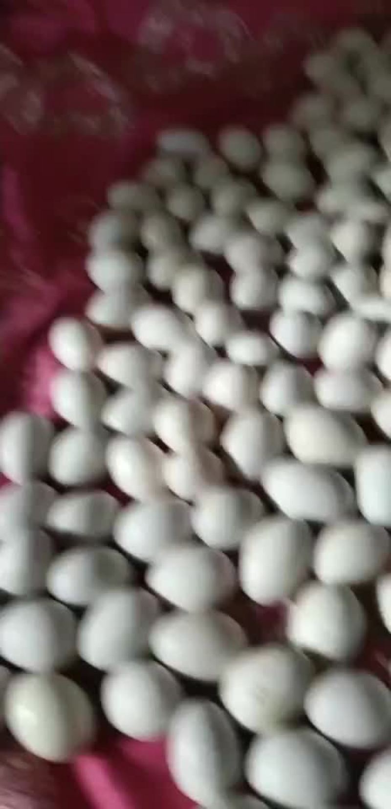 种鸽鸽蛋欢迎你的到来