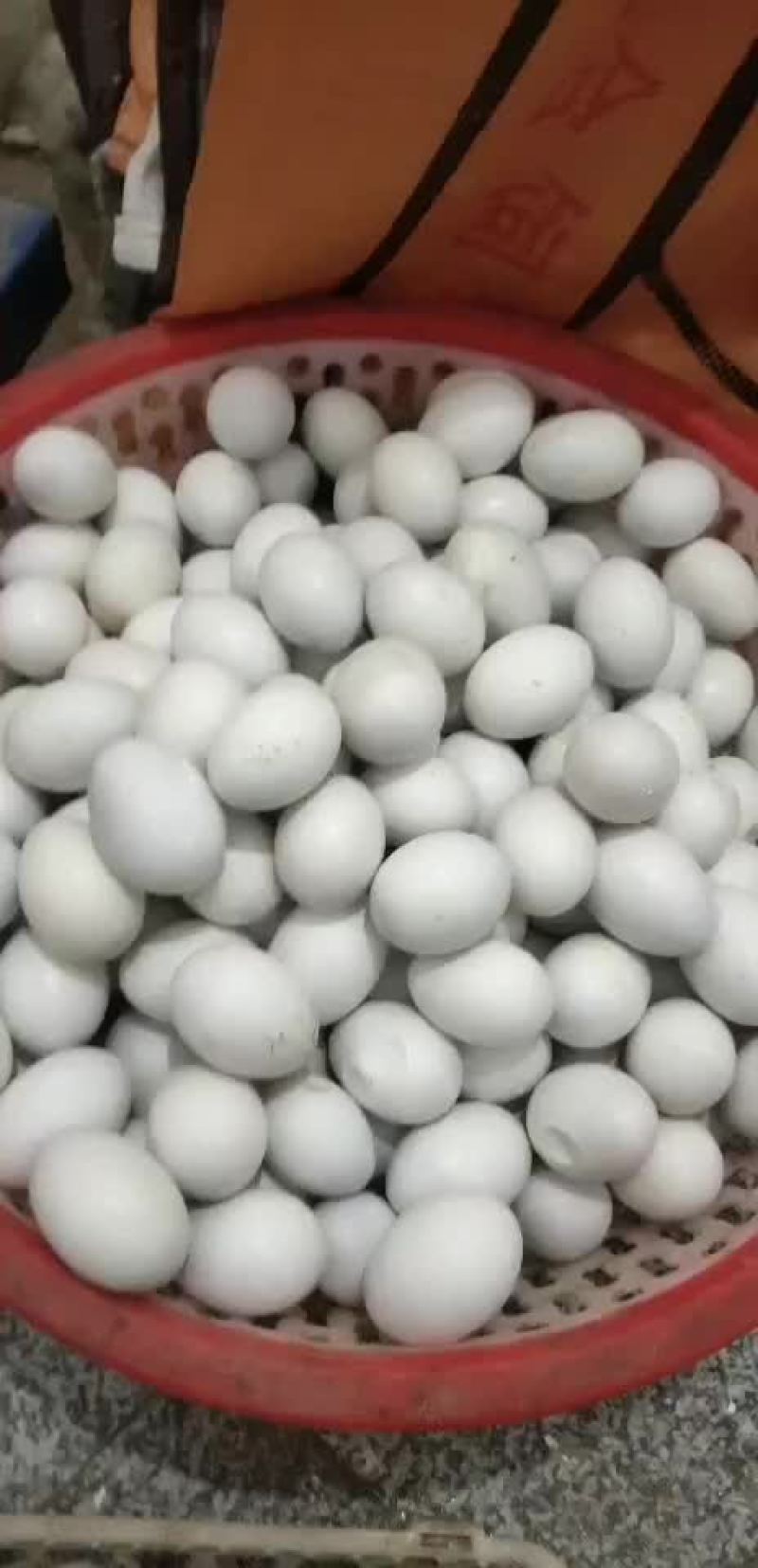 种鸽鸽蛋欢迎你的到来