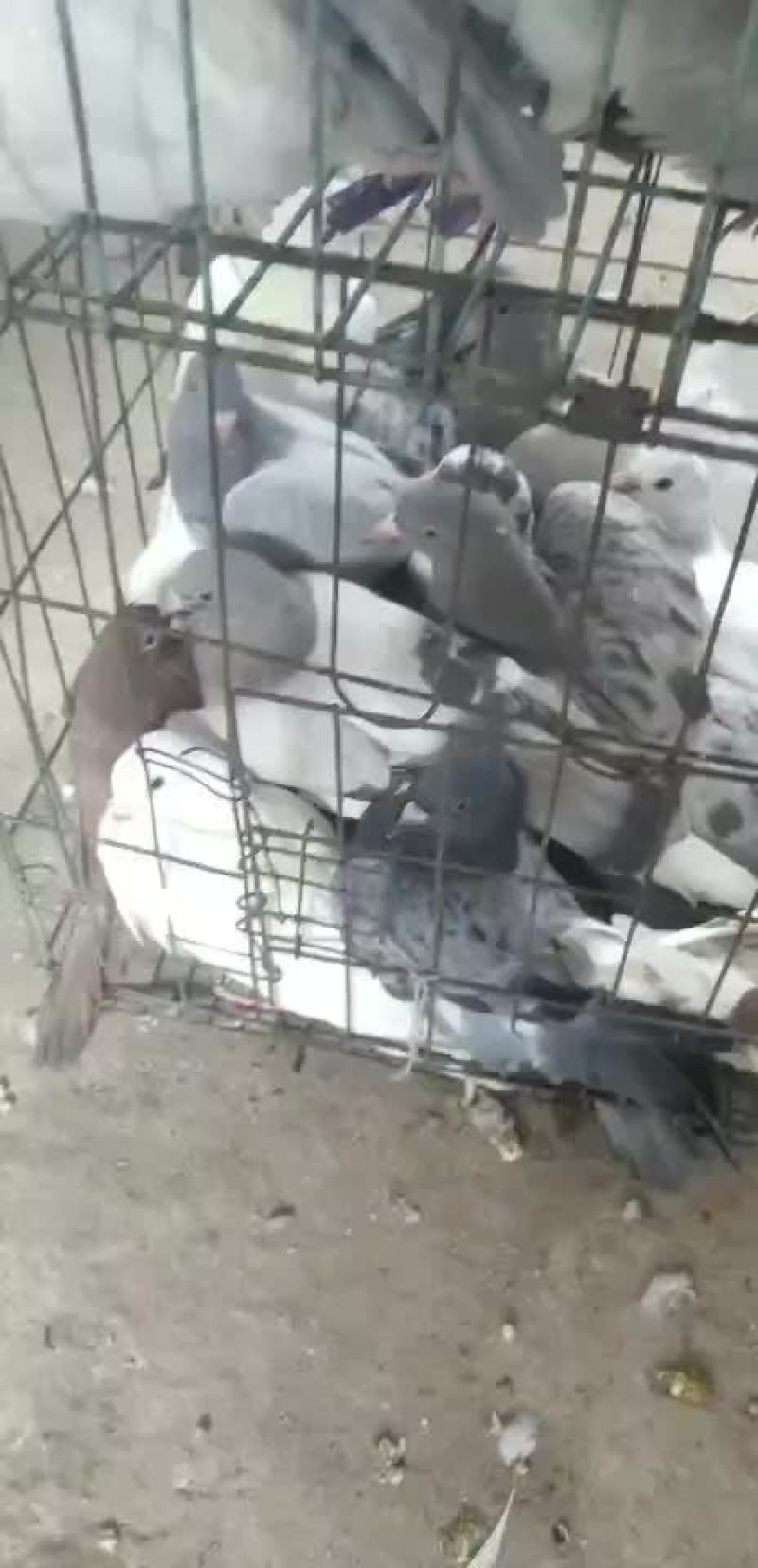 种鸽鸽蛋欢迎你的到来