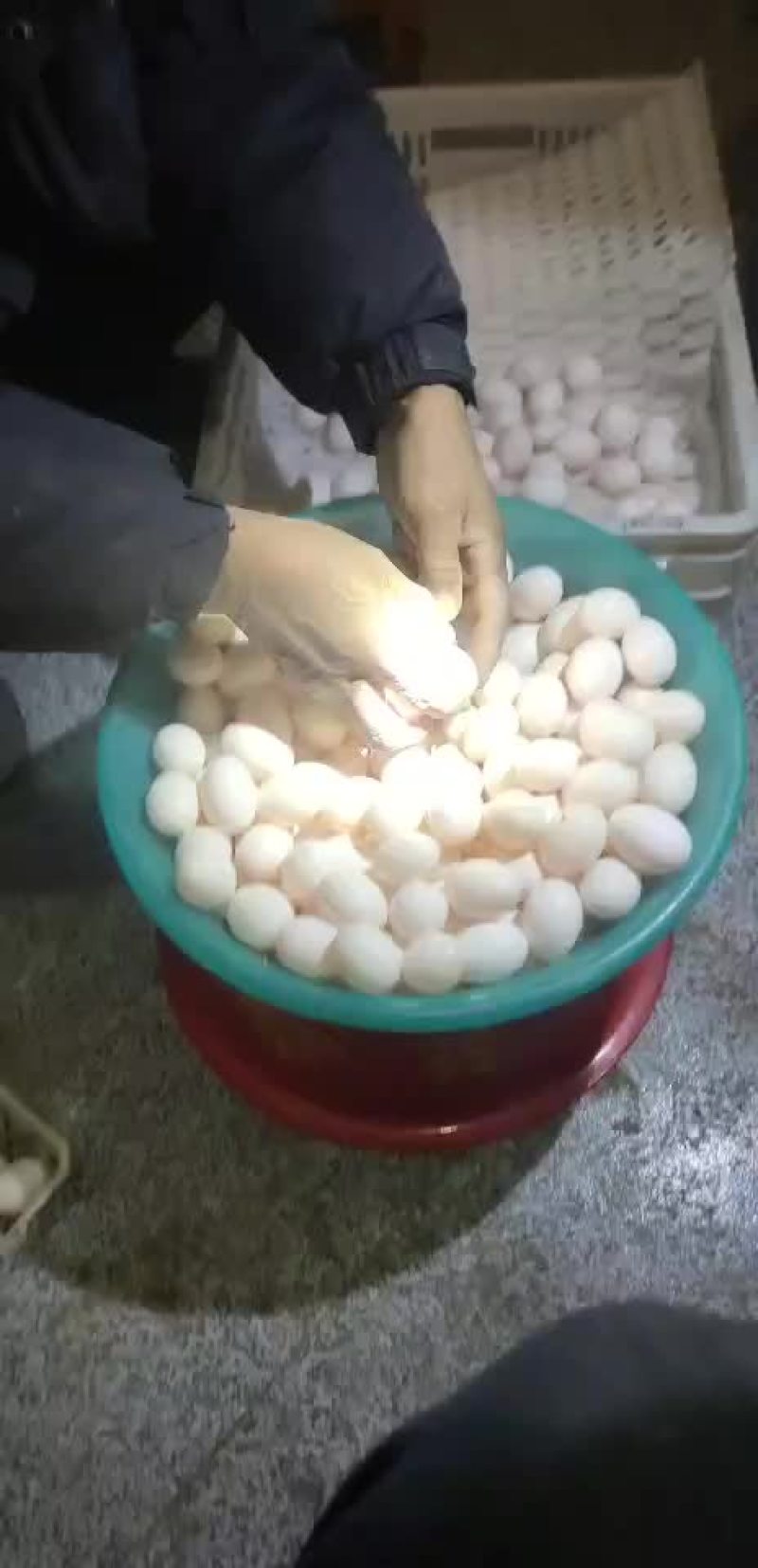 种鸽鸽蛋欢迎你的到来