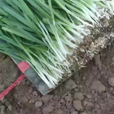 大叶韭菜
