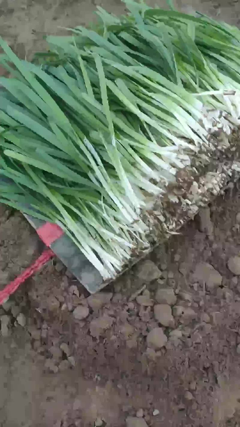 大叶韭菜